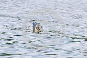 Crowned Night Heron Hunting in Natural HabitatÂ Nycticorax nycticorax